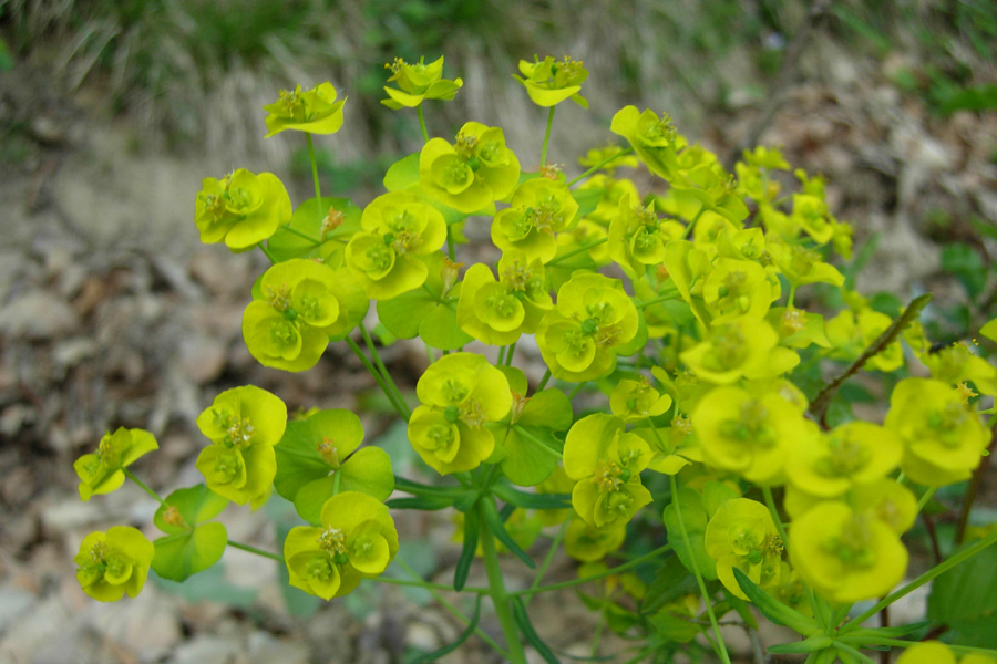 Euphorbia cyparissias / Euforbia cipressina